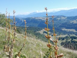 Sejour-dans-les-bauges-o