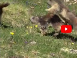 Valse des marmottes